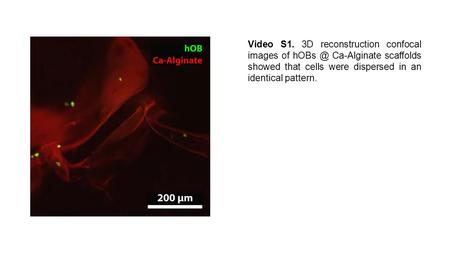 Video S1. 3D reconstruction confocal images of Ca-Alginate scaffolds showed that cells were dispersed in an identical pattern.