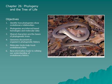 Chapter 26: Phylogeny and the Tree of Life Objectives 1.Identify how phylogenies show evolutionary relationships. 2.Phylogenies are inferred based homologies.