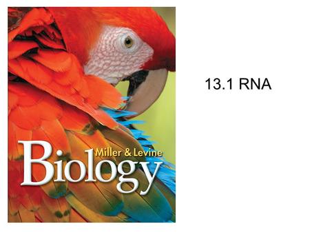 13.1 RNA.