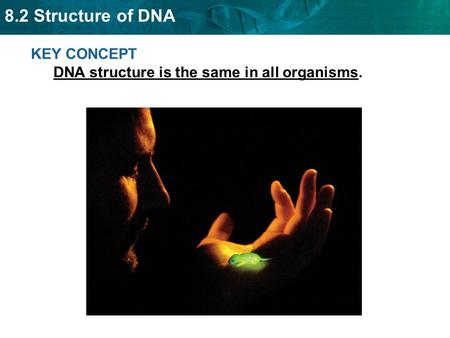 KEY CONCEPT  DNA structure is the same in all organisms.