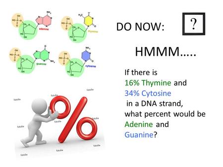 HMMM….. DO NOW: If there is 16% Thymine and 34% Cytosine