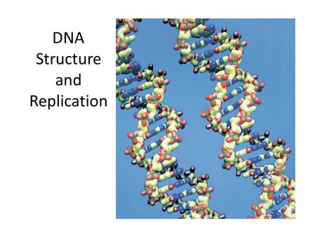 DNA Structure and Replication