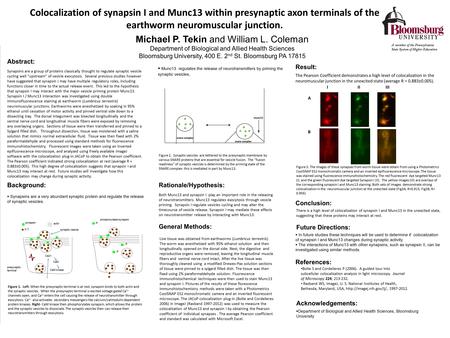 Colocalization of synapsin I and Munc13 within presynaptic axon terminals of the earthworm neuromuscular junction. Michael P. Tekin and William L. Coleman.