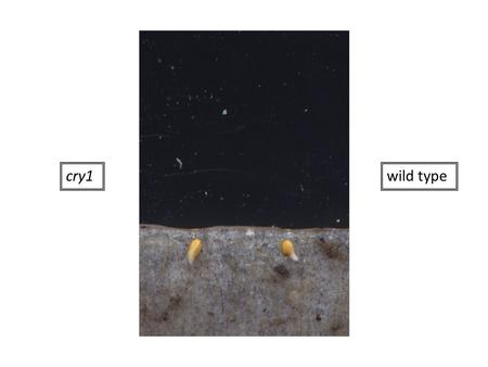 Cry1wild type. A multicamera image acquisition platform In different rooms for different purposes we have approximately 20 of these CCD cameras equipped.