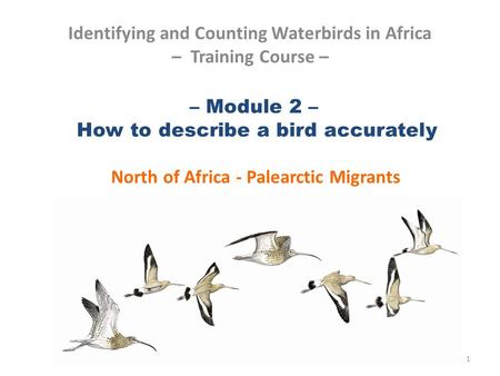 – Module 2 – How to describe a bird accurately North of Africa - Palearctic Migrants Identifying and Counting Waterbirds in Africa – Training Course –