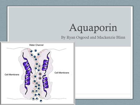 Aquaporin By Ryan Osgood and Mackenzie Blinn. What they are Aquaporin is a protein embedded in the cell membrane in order to regulate the flow of water.