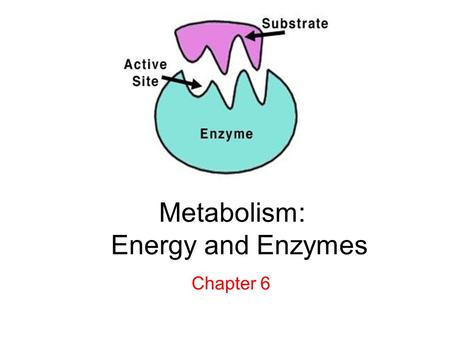 Metabolism: Energy and Enzymes Chapter 6. LAB Thurs 9/17 *next week! Be there! Tues 9/22: Unit test: Ch 2,3, & 6 QOD notebook due Lab 136