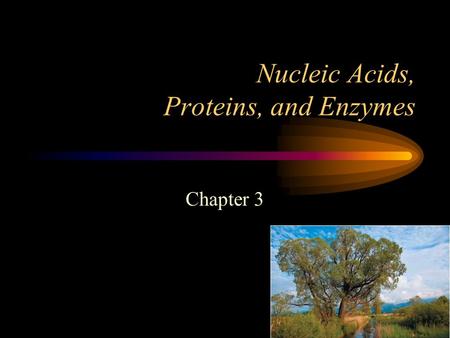 Nucleic Acids, Proteins, and Enzymes