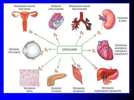 Table 1. Biological Responses Mediated by Adrenergic Receptors in the Human Heart Biological ResponseAdrenergic Receptor Mediation Cardiac myocyte growthß.