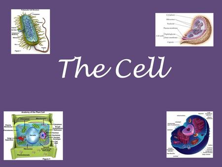 The Cell History of The Cell Looked at a thin slice of cork under a microscope Observed hollow, tiny, room like structures Only saw the cell wall because.