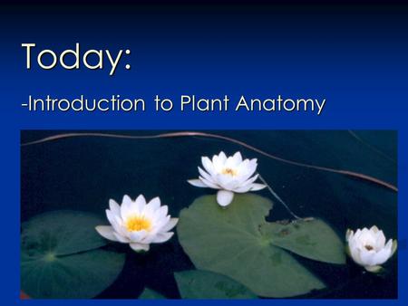 Today: -Introduction to Plant Anatomy. Plant Morphology Reflects the demands of two very different environments: Soil and Air Intro to Plant Anatomy.