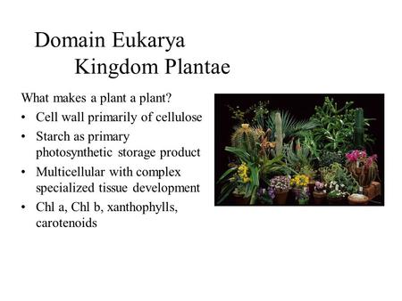 Domain Eukarya Kingdom Plantae What makes a plant a plant? Cell wall primarily of cellulose Starch as primary photosynthetic storage product Multicellular.