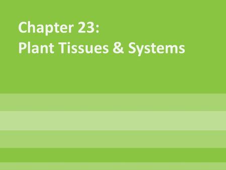 Chapter 23: Plant Tissues & Systems