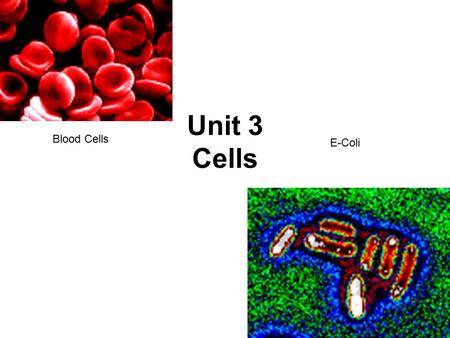 Unit 3 Cells Blood Cells E-Coli. I.The History behind the Cell Theory - 1600’s- Anton van Leeuwenhoek first person to use a microscope to study nature.