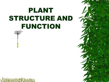 PLANT STRUCTURE AND FUNCTION THE PHYLOGENY OF PLANTS… Charophytes (green algae) Bryophytes (non vascular) Trachoephytes (seedless, vascular) Gymnosperms.