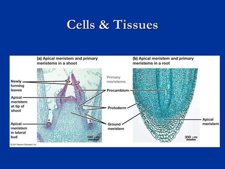 Cells & Tissues. Apical Meristems Tips of roots and shoots Tips of roots and shoots Extension of plant body Extension of plant body Initials Initials.