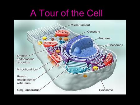 1 A Tour of the Cell. 2 “cell” In 1665, an English scientist named Robert Hooke coined the term cell after viewing slices of cork through a microscope.