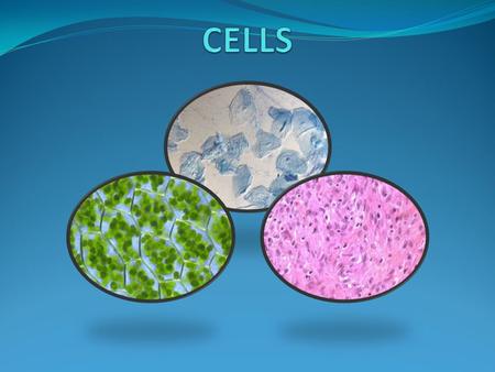 CELLS.