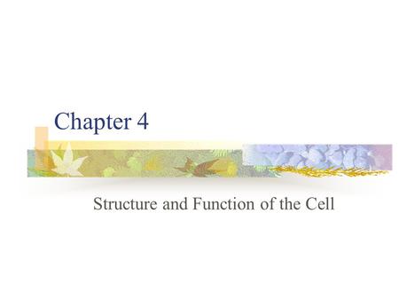 Structure and Function of the Cell