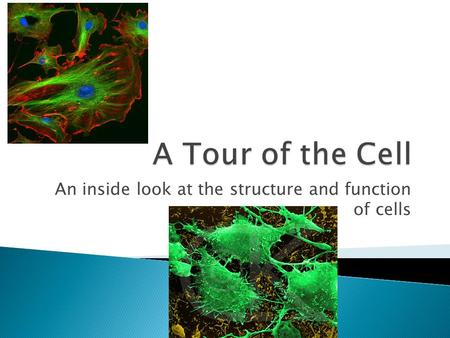 An inside look at the structure and function of cells.