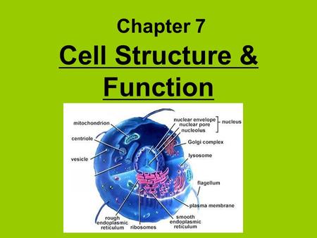 Cell Structure & Function