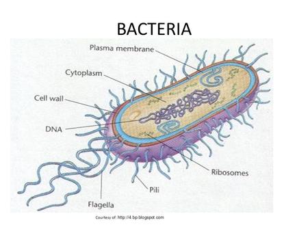 BACTERIA Courtesy of:  PROTIST Courtesy of: