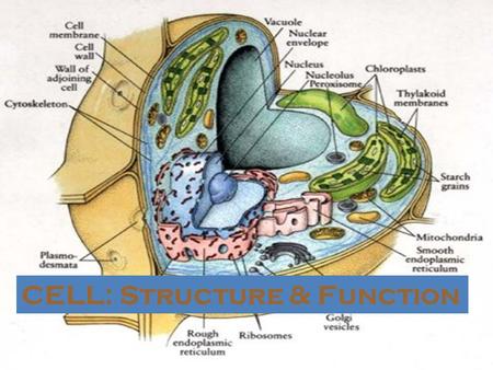 CELL: Structure & Function