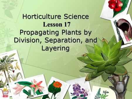 Interest Approach Bring to class a variety of bulbs, corms, tubers, and rhizomes (lily, tulip, crocus, iris, Irish potato, dahlia, etc.). Encourage students.