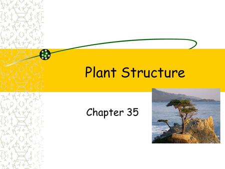 Plant Structure Chapter 35.