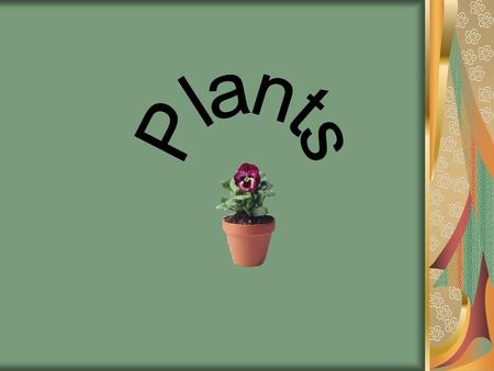 Plants.