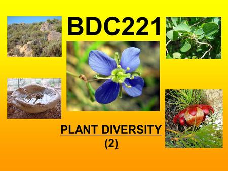 PLANT DIVERSITY (2) BDC221. PLANT DIVERSITY (2)  Higher plant nomenclature, identification and classification  Cladistic methodology  Classification.