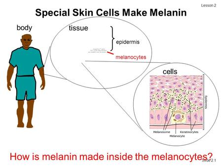 Slide 2.1 Lesson 2 Special Skin Cells Make Melanin body epidermis How is melanin made inside the melanocytes? epidermis melanocytes tissue cells.