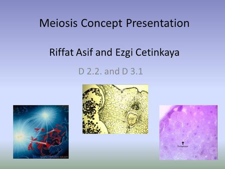 Meiosis Concept Presentation Riffat Asif and Ezgi Cetinkaya