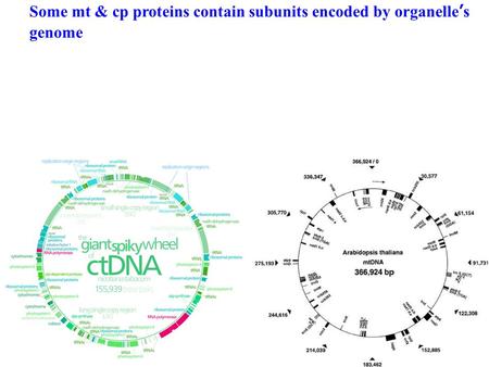 Some mt & cp proteins contain subunits encoded by organelle’s genome.