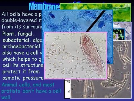 Membranes and Transport