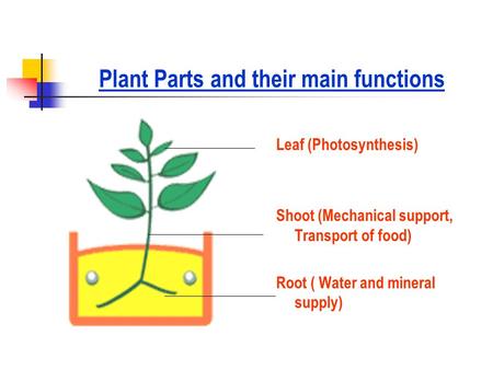 Plant Parts and their main functions