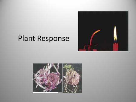 Plant Response.