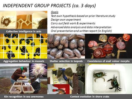 INDEPENDENT GROUP PROJECTS (ca. 3 days) Goals Test own hypothesis based on prior literature study Design own experiment Carry out field work & experiments.