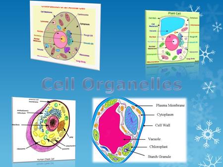 Cell Organelles.