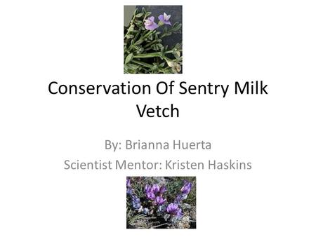 Conservation Of Sentry Milk Vetch By: Brianna Huerta Scientist Mentor: Kristen Haskins.