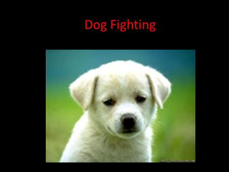 Dog Fighting. Works Cited “Darryl Eugene Jones.” AMW. N.p., n.d. Web. 30 Apr. 2011.. Elliott, Steve. “Medical Marijuana Advertising.