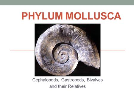 Cephalopods, Gastropods, Bivalves and their Relatives