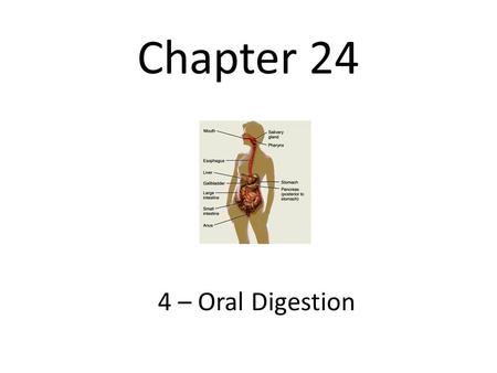 Chapter 24 4 – Oral Digestion. Oral Digestion The first portion of the GI tract (alimentary canal) that receives food and saliva is called the mouth.