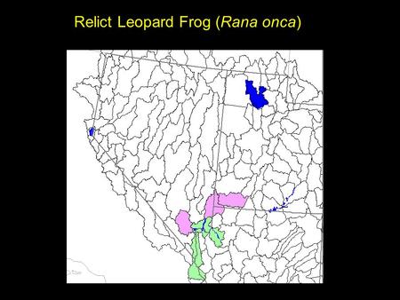 Relict Leopard Frog (Rana onca). Amargosa Toad (Bufo nelsoni)