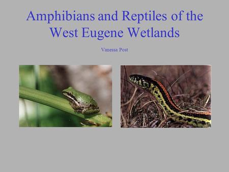 Amphibians and Reptiles of the West Eugene Wetlands Vanessa Post.