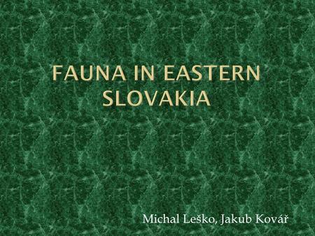 Michal Leško, Jakub Kovář.  There are 8 species of amphibians, three species of reptiles, 115 kinds of birds and 42 kinds of mammals.  Mammals W olf.