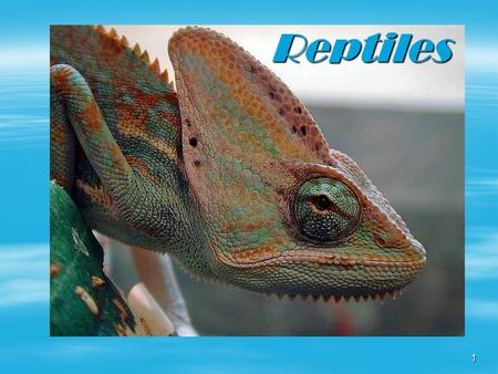 Reptiles.