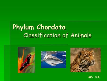 Phylum Chordata Classification of Animals