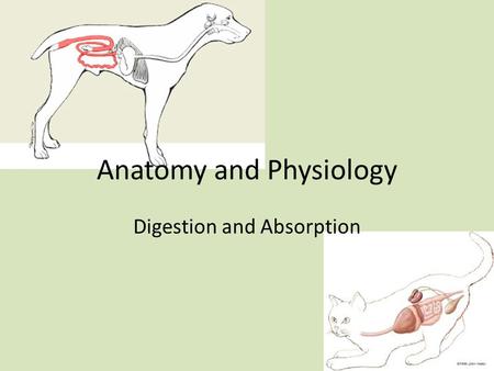 Anatomy and Physiology Digestion and Absorption. Mastication Mechanical reduction of the ingested food particles Food is mixed with saliva forming a bolus.