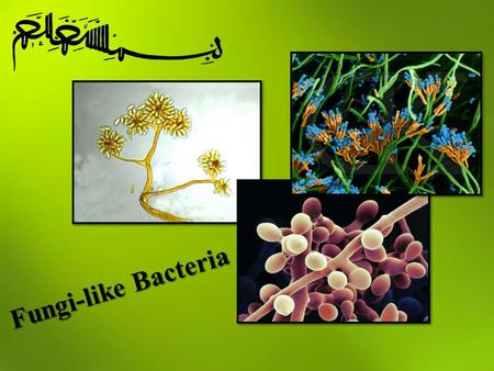 Fungi-like Bacteria. Aerobic gram-positive bacteria Nocardia, Rhodococcus, Actinomadular, treptomyces, … Anaerobic gram-positive bacteria Actinomyces,